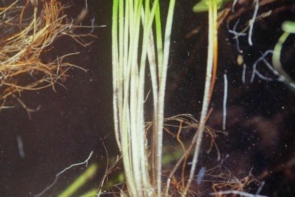 Spring quillwort