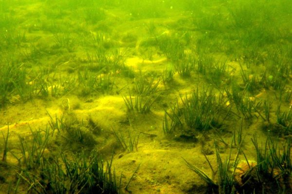 Lake quillwort