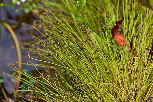 Bristleleaf bulrush