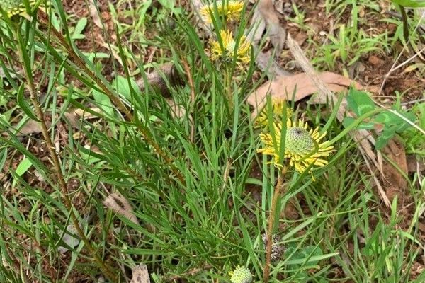 Isopogon anemonifolius