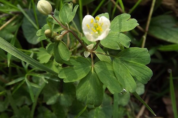 Isopyrum