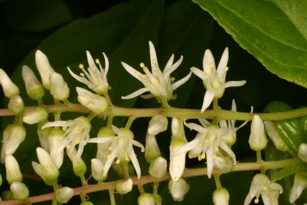 Itea virginica