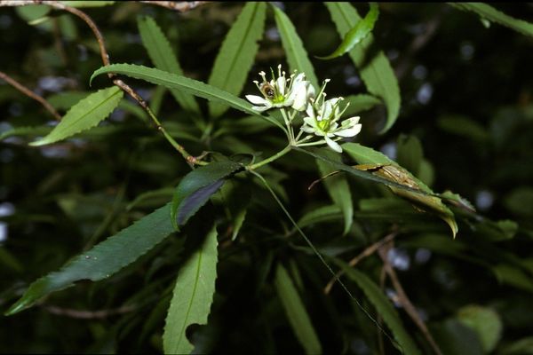 Ixerba brexioides
