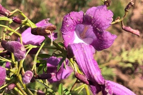 Jacaranda puberula