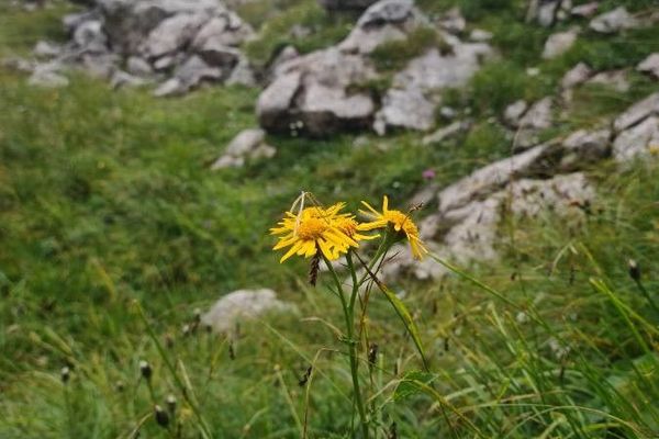 Alpine ragwort