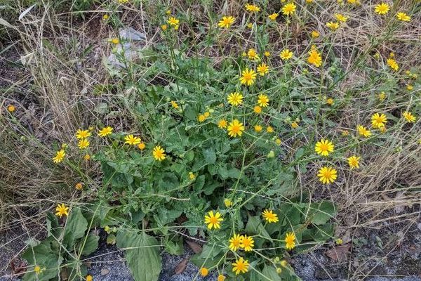 Water ragwort