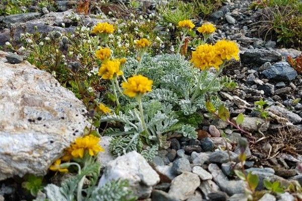 Grey ragwort