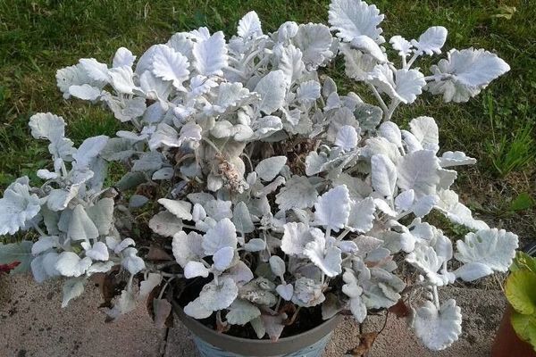 Dusty-miller