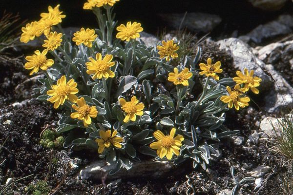 One-headed groundsel
