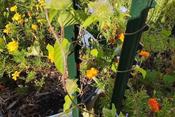 Hairy clustervine