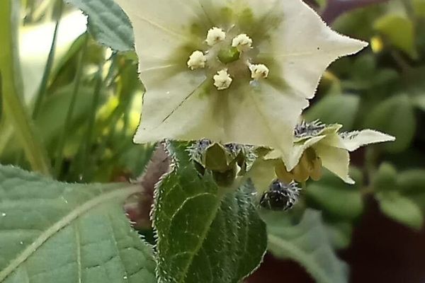 Creeping false holly