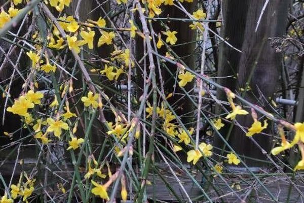 Winter jasmine