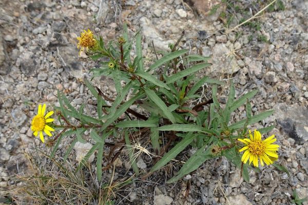 Jasonia tuberosa