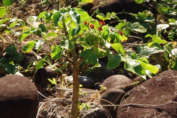 Cotton-leaf physicnut