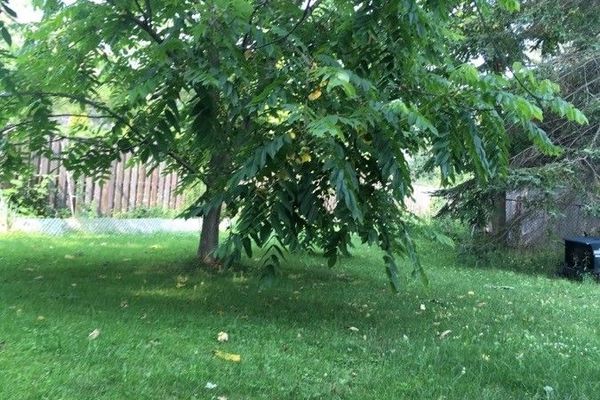 White walnut