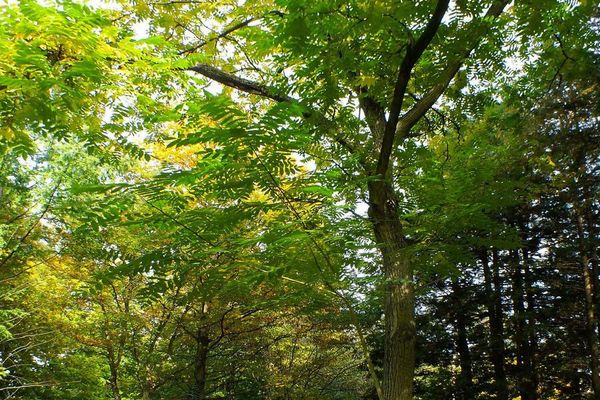 Manchurian walnut