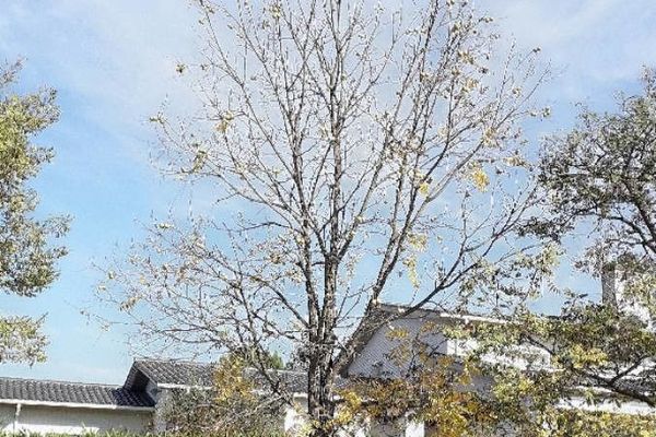 Black walnut