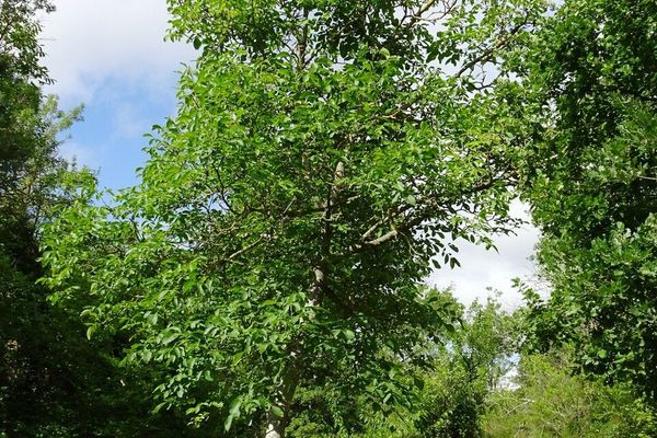 Carpathian walnut