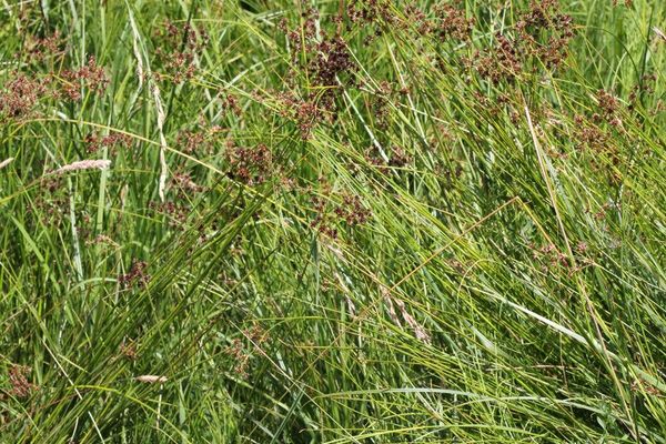 Sharpflower rush