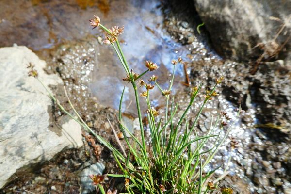 Alpine rush