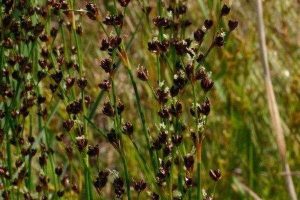Juncus anceps