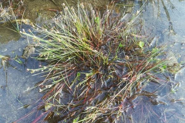 Joint-leaf rush