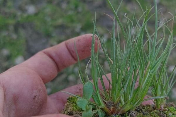 Toad rush