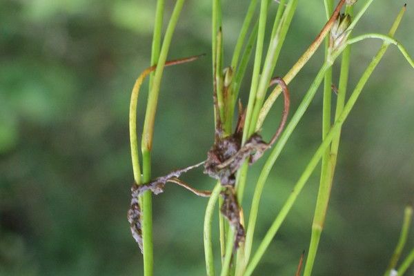 Bulbous rush