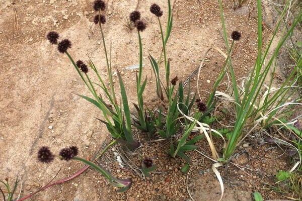 Sword-leaf rush