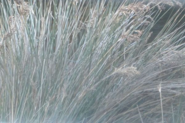 Juncus kraussii