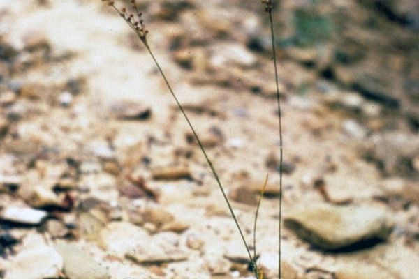 Grass-leaf rush