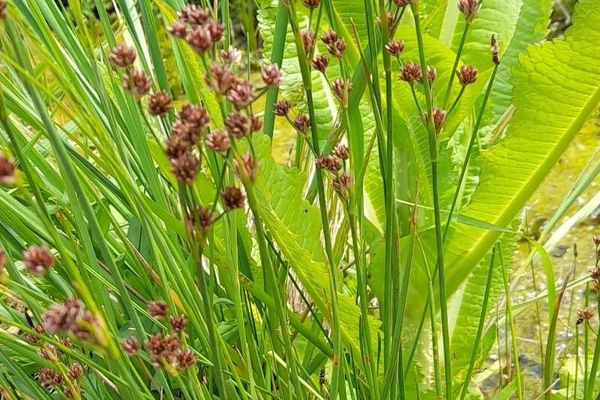 Juncus microcephalus