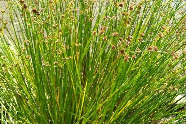 Juncus prismatocarpus