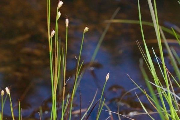 Moor rush