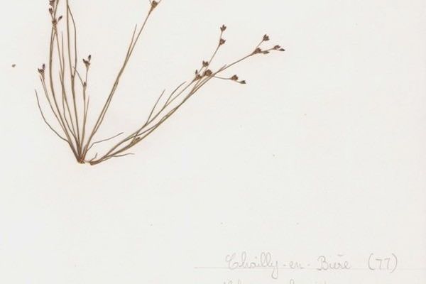 Sand rush