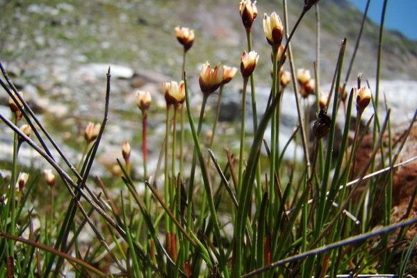 Three-flower rush