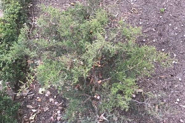 Ashe juniper