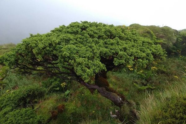 Azores juniper