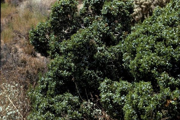 California juniper