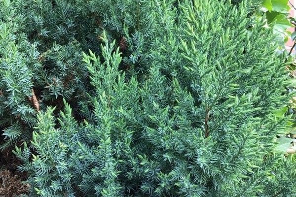 Chinese juniper