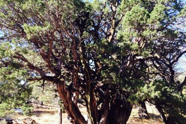 Checker-bark juniper