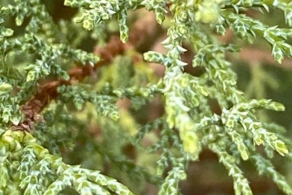 Crimean juniper