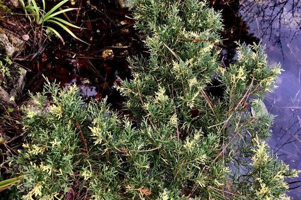 Waukegan juniper