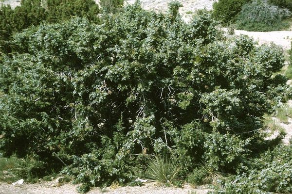 Cherry-stone juniper