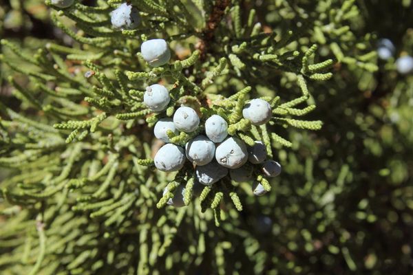 Western-cedar