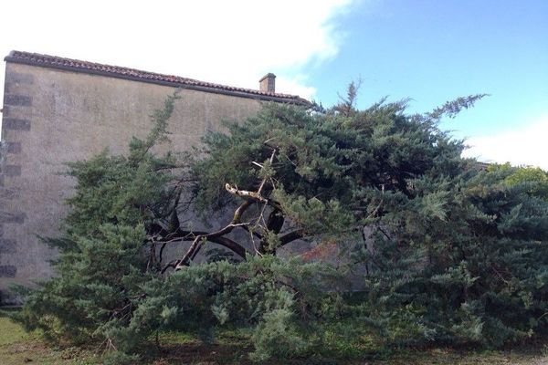 Utah juniper