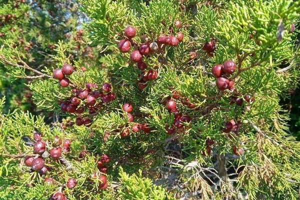 Phoenician juniper