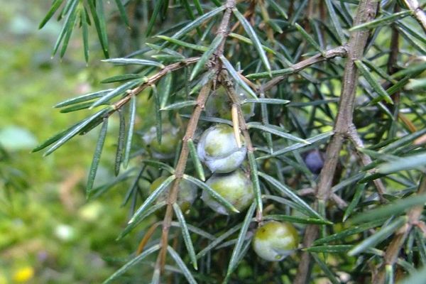 Temple juniper