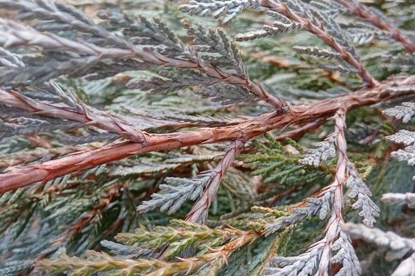 Rocky mountain red-cedar