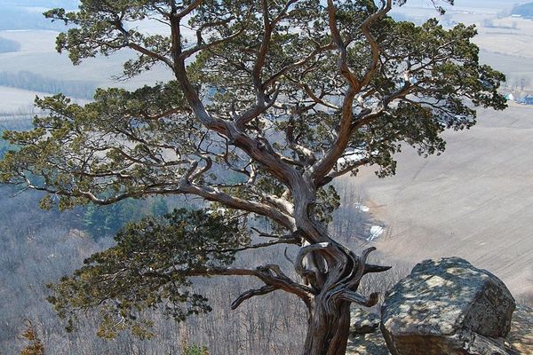 Red juniper